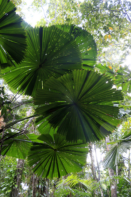 Fan Palm Fronds