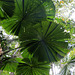 Fan Palm Fronds