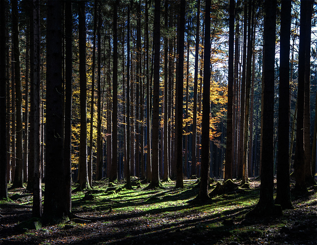 Lacht nicht, wir finden die Bäume vor lauter Wald nicht!