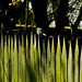 Great Tit sitting on the fence.....a bit like the UK!!