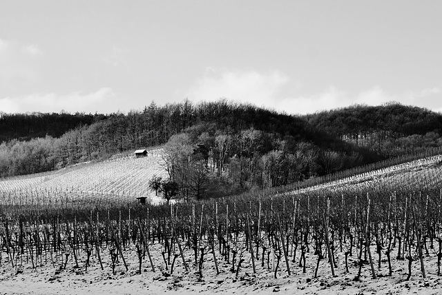 Winterruhe im Weinberg - Winter rest in the vineyard