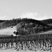 Winterruhe im Weinberg - Winter rest in the vineyard