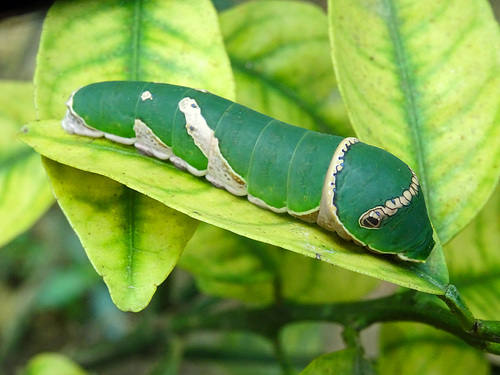 ipernity: Mature Caterpillar of a Swallowtailbutterfly ,Vietnam - by ...