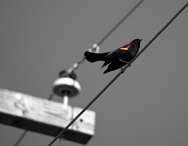 Bird on a Wire