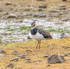 Lapwing.3jpg