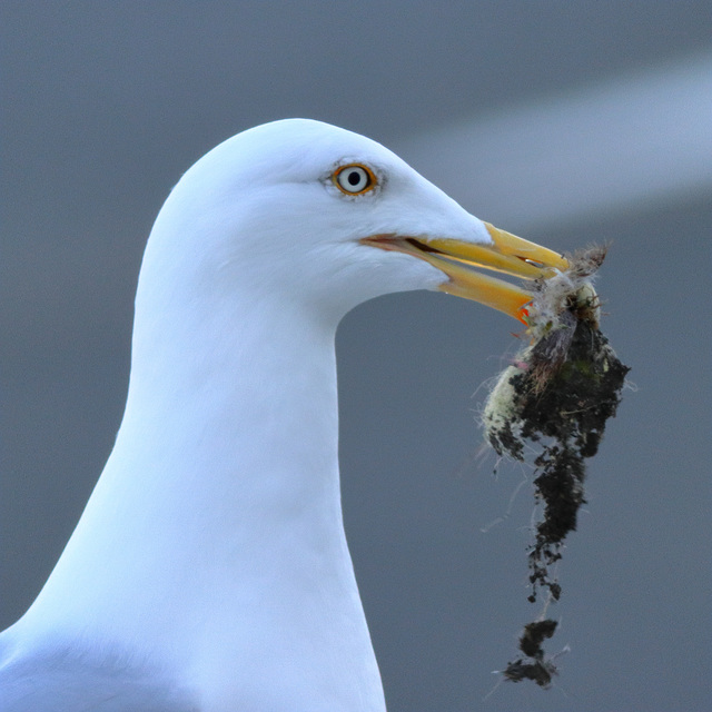 EOS 90D Peter Harriman 17 53 27 18095 Nesting dpp