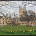Oxford in daffodil time