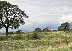 Miles Knoll kiln