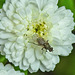 20230624 1217CPw [D~LIP] Mutterkraut (Tanacetum parthenium), Fliege, Bad Salzuflen