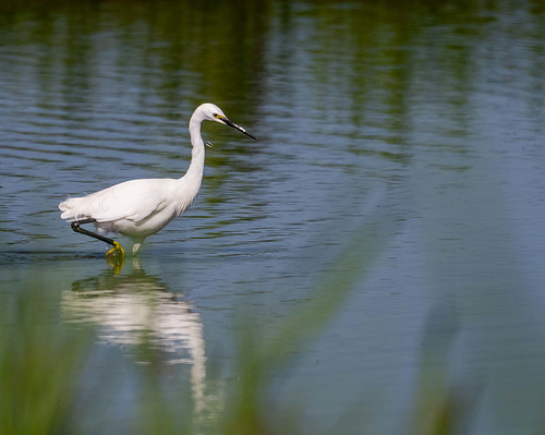 Little egret