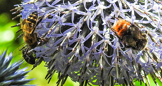 20230718 2351CPw [D~LIP] Kugeldistel, Steinhummel (Bombus lapidarius), Honigbiene, Käfer, Bad Salzuflen