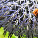 20230718 2351CPw [D~LIP] Kugeldistel, Steinhummel (Bombus lapidarius), Honigbiene, Käfer, Bad Salzuflen