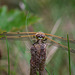 Four-Spotted Chaser head one