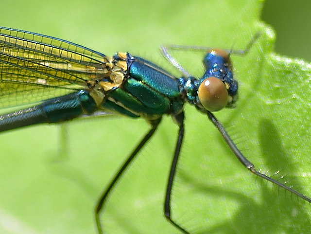 Western Demoiselle thorax m (Calopteryx xanthostoma) DSB 1268