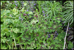 Geranium phaeum