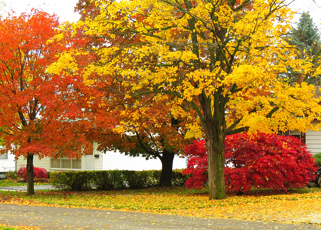 Our neighbor's front yard