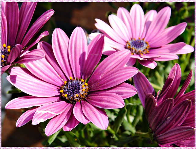 Osteospermum