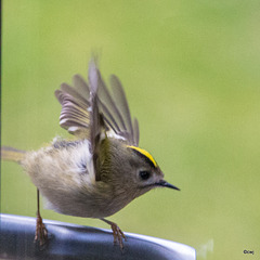 Goldcrest aerobics!