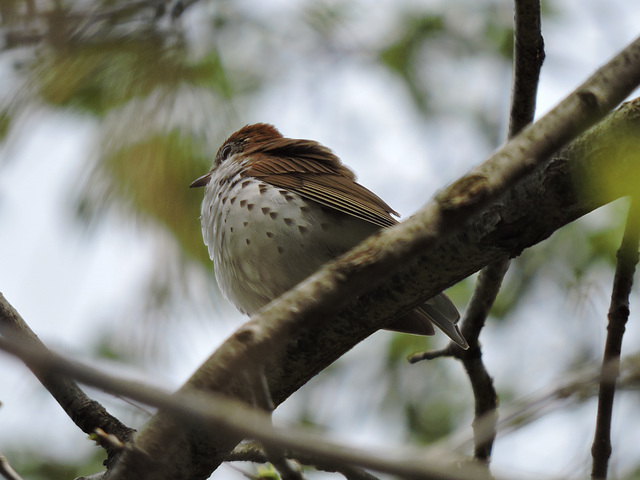 Wood Thrush