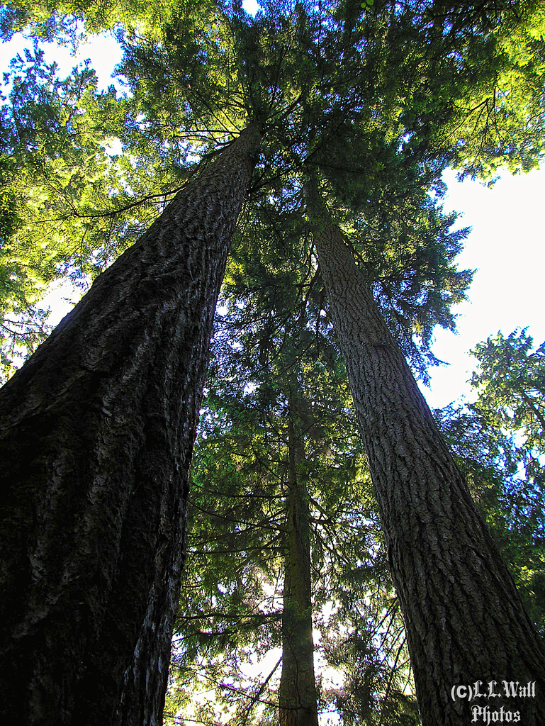 Huge Trees, and ...