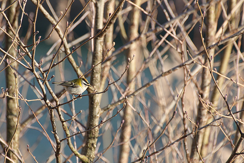 Regulus ignicapilla (Sommergoldhähnchen)