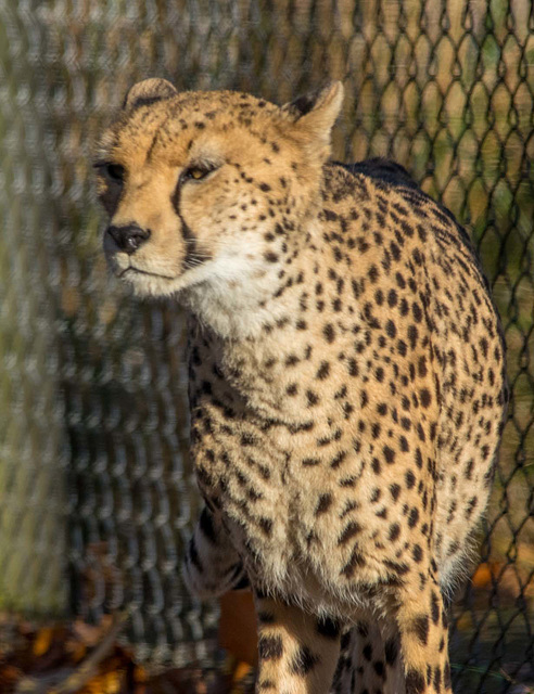 Cheetah (2)