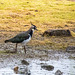 Lapwing