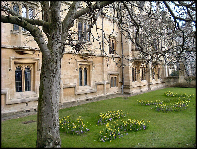 Magdalen College daffs