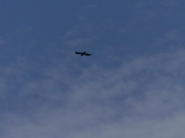 20220623 -27 Haut Diois (379)