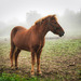 Eine Begegnung im herbstlichen Morgennebel - An encounter in the autumnal morning mist