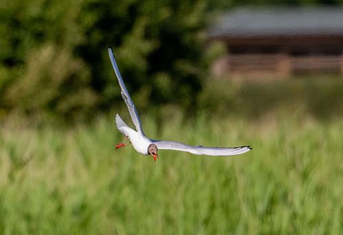 Black headed gull