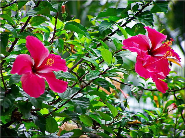 Tre fiori di Ibiscus