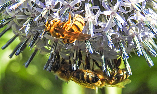 20230718 2352CPw [D~LIP] Kugeldistel, Gelbbindige Furchenbiene, Honigbiene, Schwebfliege (Sphaerophoria agg), Bad Salzuflen