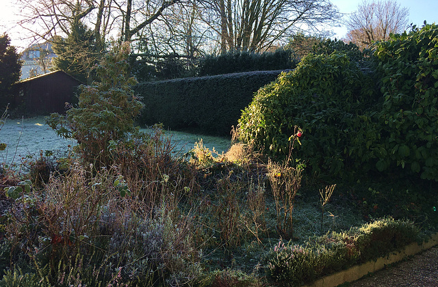 Petite gelée au jardin