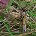Four-Spotted Chaser Dragonfly Emerging