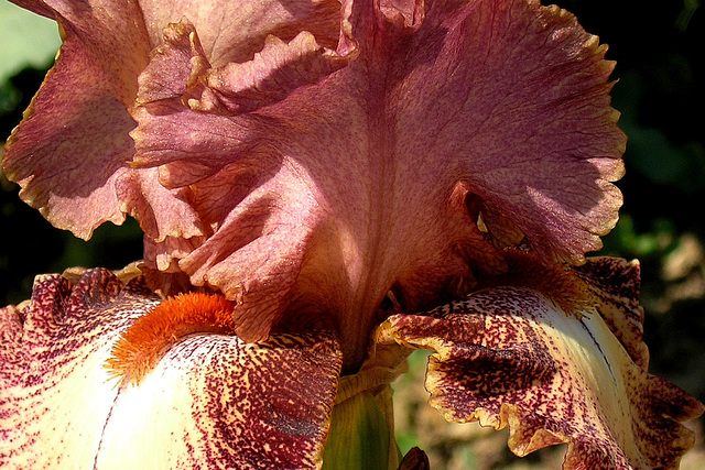 Iris