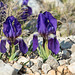 Iris chamaeiris, Zwerg-Iris - 2016-03-13--D4_DSC5252