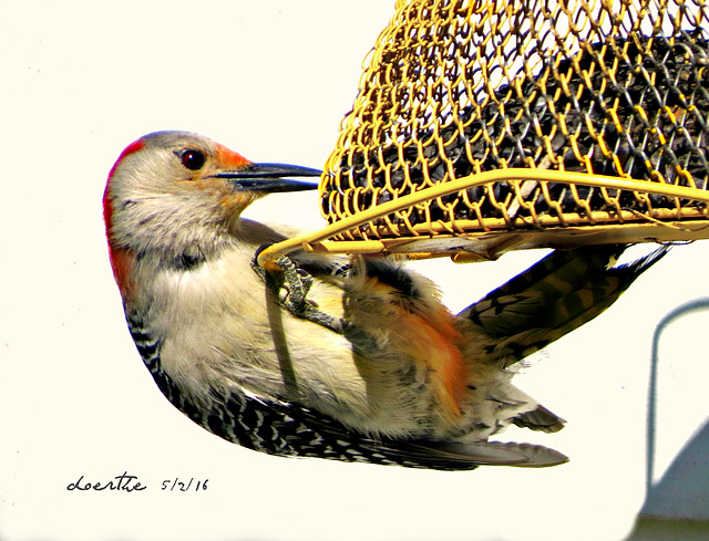 Red-bellied Woodpecker, male