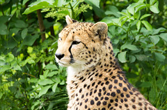 Cheetah (3)