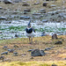 Lapwing2