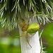 20230624 1225CPw [D~LIP] Kürbisspinne (Araniella cucurbitina), Bad Salzuflen