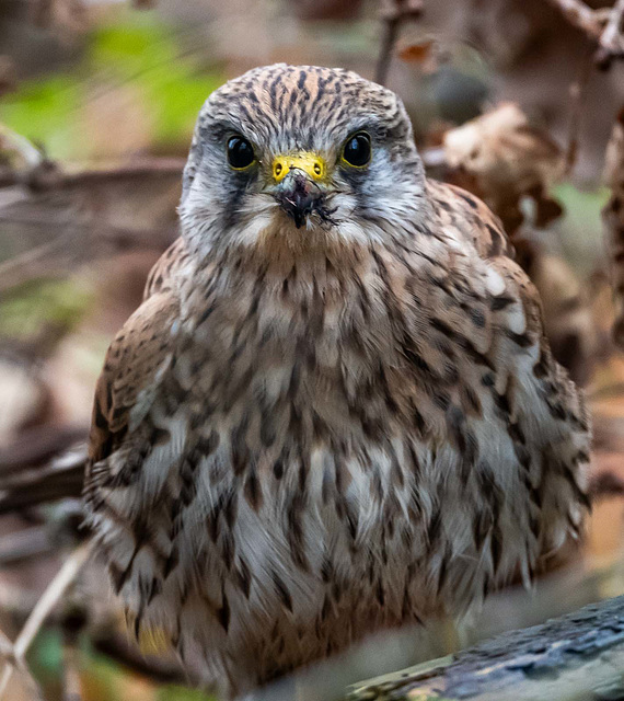 Kestrel