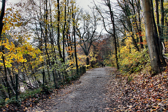 Weg am Hammerteich (Witten) / 26.11.2023