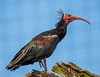 Bald ibis