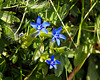 Frühlingsenzian, Schusternagerl, (Gentiana verna)