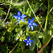 Frühlingsenzian, Schusternagerl, (Gentiana verna)