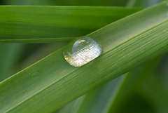 goutte de rosée