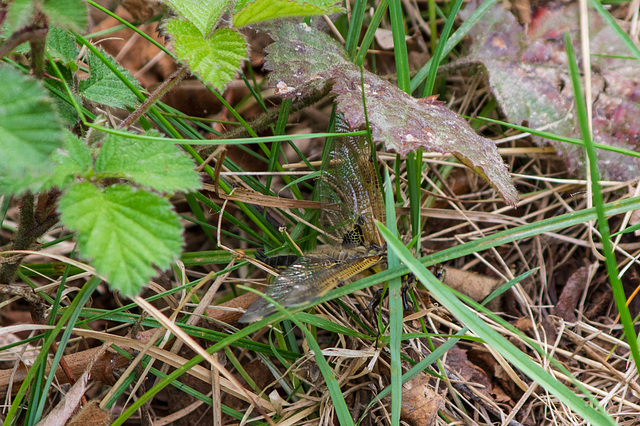 Four-Spotted Chaser Dragonfly Emerging