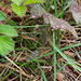 Four-Spotted Chaser Dragonfly Emerging