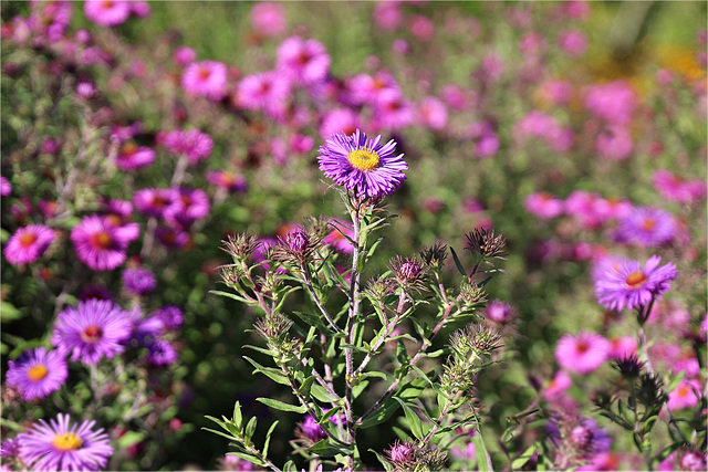 Zeit der Sternchenblumen